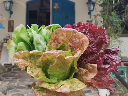 Lechugas de la huerta propia.