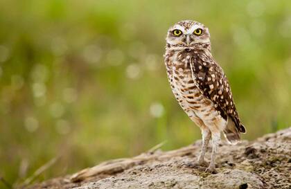 Lechuza o corujinha do mato.