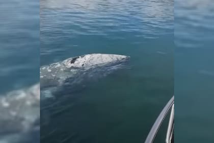 Lejos de su hbitat natural, el animal deambula por el Mediterrneo