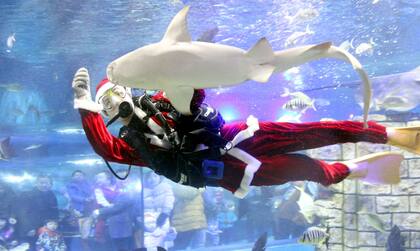 Lejos de volar, este Papá Noel decidió pasar las fiestas bajo el agua alimentando a los animales