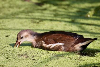Lemna minor, también conocida como lenteja de agua común, también es una planta flotante muy pequeña, que mide entre 1 y 2 mm de diámetro