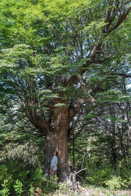 Lenga (Nothofagus pumilio). Troncos monumentales y copas amplias revelan aquí la escala que puede alcanzar el bosque andino patagónico
