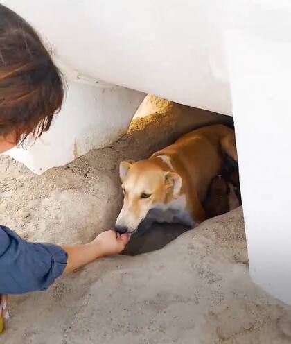 Lentamente, el grupo pudo acercarse a la perra que se encontraba en el pozo (Foto: The Dodo)
