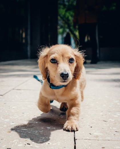 Leo se ganó el corazón de los usuarios