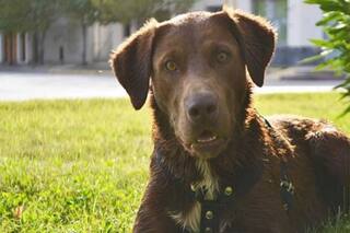 La conmovedora búsqueda de un hombre que perdió a su perro