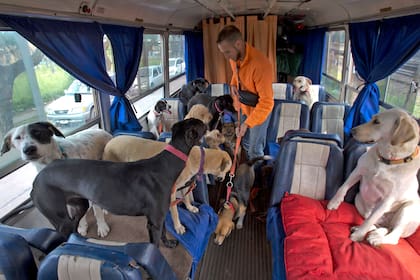 Los perros viajan sentados en cómodos almohadones