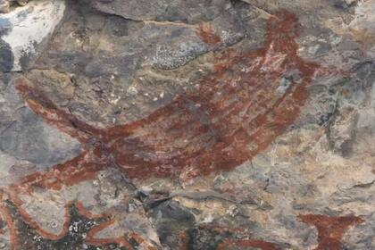León marino (Zalophus californianus) en Cueva de la serpiente, Baja California sur