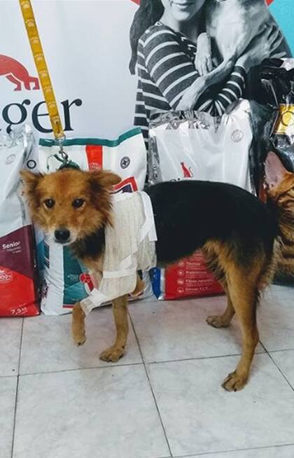 Leonardita, el día que fue dada de alta en la veterinaria CUB Tienda de Mascotas.