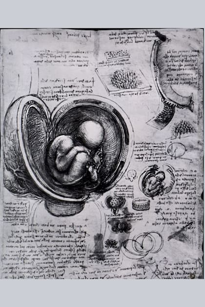 El ejemplo que da el historiador Burucúa, sobre un dibujo de la colección Windsor