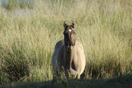 Leonardo Mauro, jefe técnico de Animales Familiares y Equinos de Tecnovax, dijo que la vacuna debe aplicarse a partir de los dos meses de vida en animales sanos y que luego de la segunda dosis “se logra una respuesta inmune más rápida, sólida y duradera”