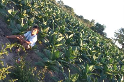 Leonel Valdez en la chacra familiar donde plantan tabaco