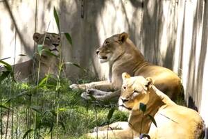 Seis leones y tres tigres del zoológico de Washington contrajeron Covid-19