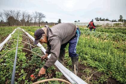 Leonildo Barrios Velázquez cosecha frutillas.