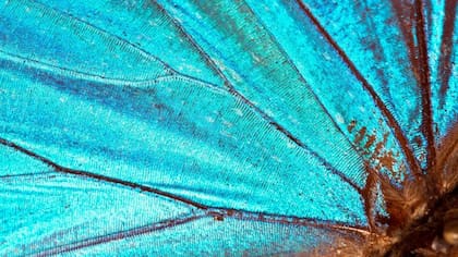 Lepidoptera, el nombre latino de las mariposas, significa "ala escamosa", y esas escamas son las que les dan sus colores estructurales