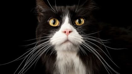 Les permiten detectar objetos y animales incluso en poca luz