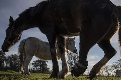 Lesiones de distinta consideración. Lily, de pelaje blanco, y Espe se acompañan en el predio del CRRE. A Lily le arrancaron los ojos y Espe, aunque perdió una parte de una pata trasera, se ha convertido en su lazarillo y la guía en todo momento.