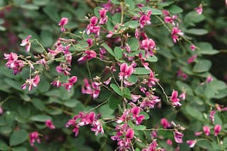 Siete plantas con flores para darle color al jardín en otoño
