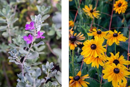 Leucophylium frutescens y Rudbeckia hirta, dos especies que crecen a pleno sol en suelos bien drenados