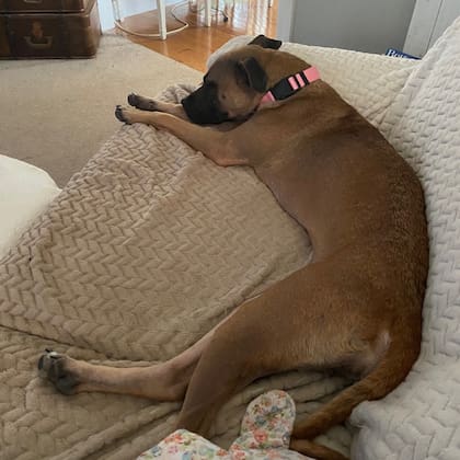 Levey espera su adopción.