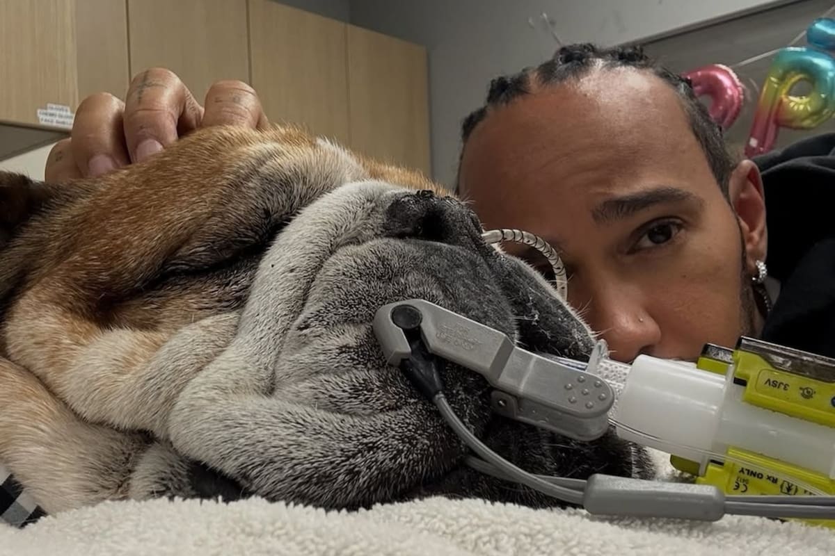 La angustia de Lewis Hamilton por el grave estado de salud de su perro Roscoe: “No sabemos si va a despertar”