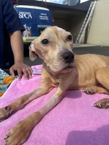 Lexi estaba tan débil que no podía incorporarse.