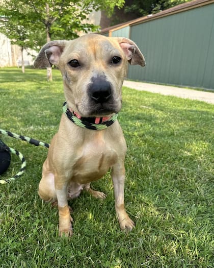 Lexi fue adoptada y pronto será recibida en su nuevo hogar.