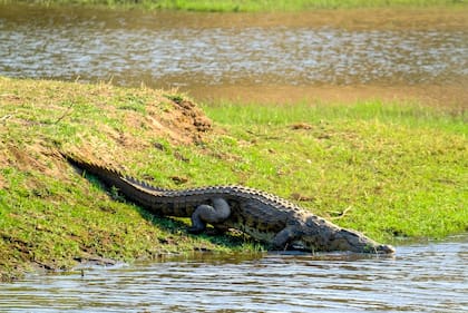 Ley de Texas permite a los agentes certificados de control de caimanes problemáticos conservar, vender o consumir los animales que capturen legalmente
