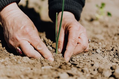 Leyendo el calendario biodinámico se puede elegir el tiempo de determinadas labores jardineras que benefician al mundo verde y también al mundo subterráneo, ya que favorecen distintos procesos de macronutrientes.