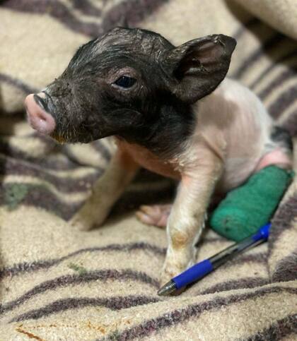 Liam era tan pequeño que cabía en la palma de una mano.