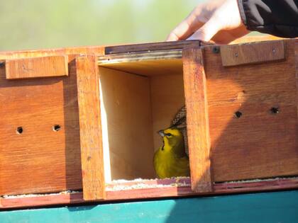 Liberan 27 ejemplares de cardenal amarillo al sur de la provincia de Buenos Aires