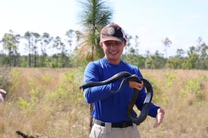 Liberan 42 serpientes índigo orientales para combatir especies venenosas en el norte de Florida