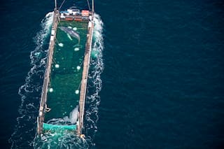 Liberan en el mar del Norte a Timmy, la ballena jorobada varada en Alemania desde marzo