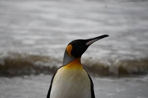 Liberaron a un pingüino rey tras una extensa rehabilitación (Foto: Mundo Marino)