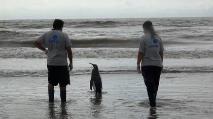 Liberaron a un pingüino rey tras una extensa rehabilitación