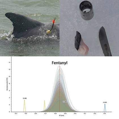 Liderada por la Universidad Texas A&M-Corpus Christi, la investigación incluyó muestras de tejidos de delfines que nadaban libremente en áreas como Redfish Bay y Laguna Madre, en Texas, y el estrecho de Mississippi