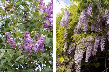 Lila y glicina, dos especies suavemente perfumadas que se pueden guiar sobre pérgolas.