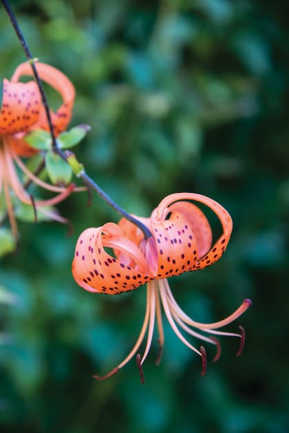 Lilium lancifolium: Es una bulbosa que puede llegar hasta el metro de altura y puede crecer en lugares con temperaturas bajas. Florece en primavera tardía.