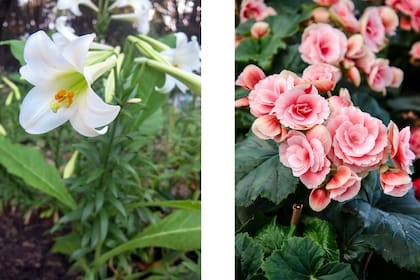 Lilium y begonia: dos plantas muy habituales en los jardines que son muy tóxicas para las mascotas