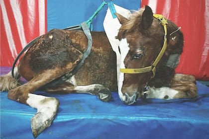 Lilo no podía mantener el cuello erguido, ni mucho menos ponerse de pie