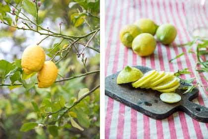 Limón, una cura el resfrío, el dolor de garganta y mucho más