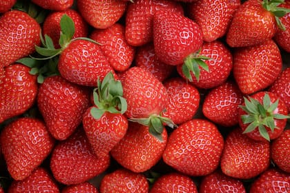 Las frutillas tienen múltiples beneficios para la salud