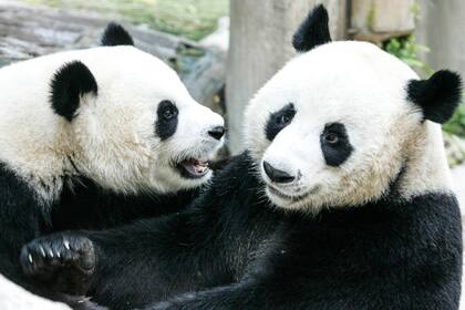 La panda murió a los 21 años (AFP)