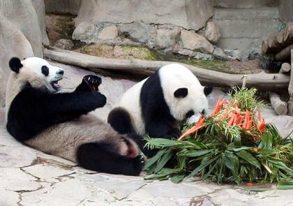 La panda junto al macho que falleció más tarde por insuficiencia cardíaca (AP Photo/Wichai Traprew, File)