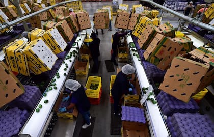 Líneas de empaque de las masivas producciones de palta