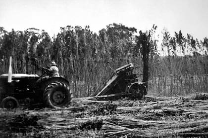 Linera Bonaerense proveía de materia prima a la Algodonera Flandria.