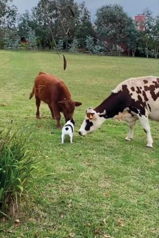 Liona, la perra de Dignity, y las vacas de Aíto. “Amigos”, escribió la actriz en su Instagram.