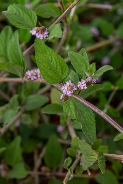 Lippia alba o salvia del monte es un cubresuelo que ayuda a cerrar el estrato inferior de las barreras sonoras