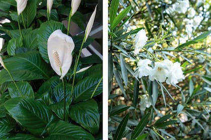 Lirio de paz y Nerium oleander, dos especies muy comunes y altamente tóxicas para mascotas