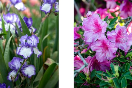 Lirio y Rhododendron, dos especies muy habituales en nuestros jardines que pueden ser perjudiciales para la salud de las mascotas