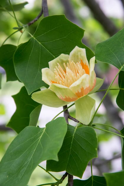 Liriodendron tulipifera, conocido como tulipanero, en otoño se tiñe de amarillo dorado